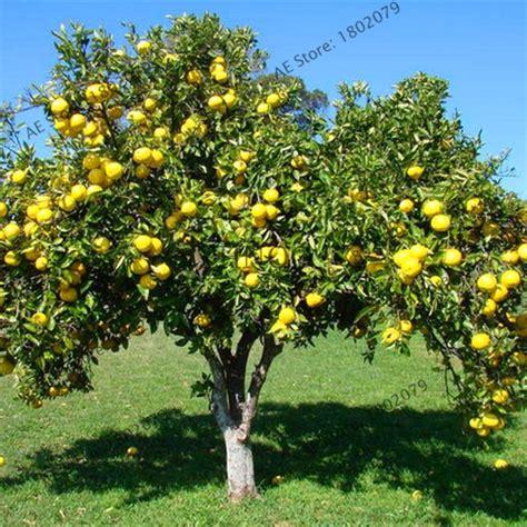 Pomelo Fruit Tree Seeds Pack Of Bestseedsonline Free