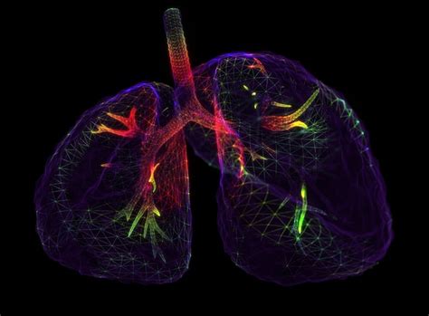 Anatomía de los pulmones del sistema respiratorio humano Foto Premium