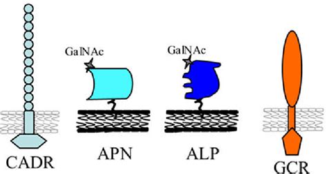 Figure From Mode Of Action Of Bacillus Thuringiensis Cry And Cyt