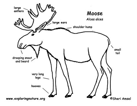 Moose