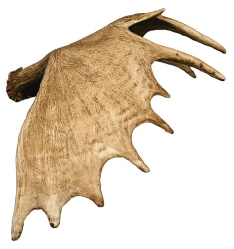 Moose Antler Research Mannikins Taxidermy Supply