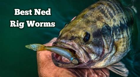 Best Color Lures For Cloudy Days Overcast Fishing Colors Barb Catch