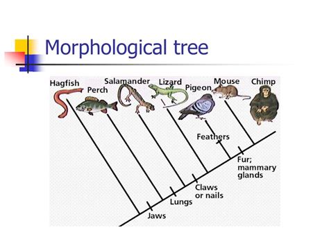 Ppt Phylogenetic Analysis Powerpoint Presentation Free Download Id4564111