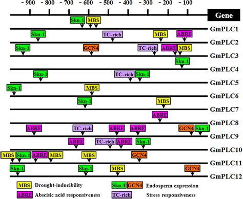 Cis Regulatory Elements In The Promoters Of The Soybean Plc Gene Download Scientific Diagram