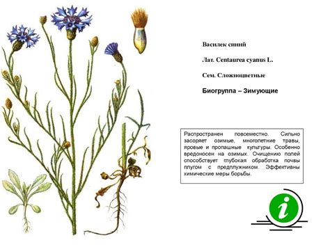 Альбом сорняков - презентация онлайн