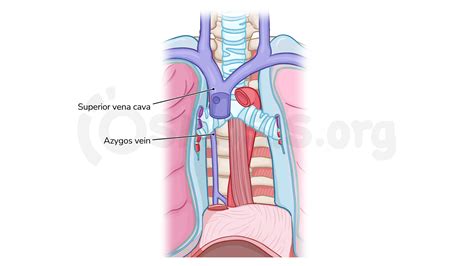 Anatomy Of The Superior Mediastinum: Video Anatomy Osmosis, 41% OFF