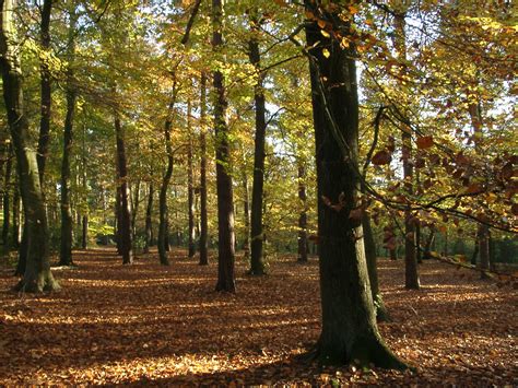 woodland pictures wallpaper