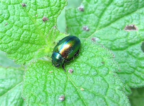 Dead Nettle Leaf Beetle Gedling Conservation Trust Nottingham