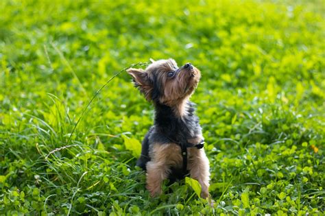 Yorkshire Terrier cuidados alimentación casera y consejos RECETAS BARF