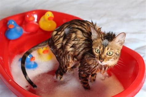 How Often Should I Bathe A Cat Cath Bathing Schedules