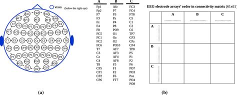 Eeg Electrode Placements On Scalp By Acticap Brain Products With