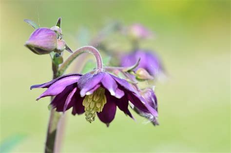 Premium Photo Close Up Of A Purple Columbine Flower