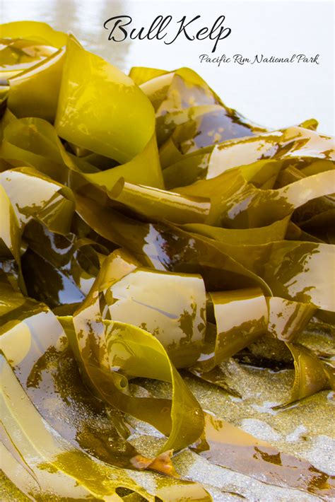 Bull Kelp Washed Up On The Shore At Pacific Rim National Park Pacific