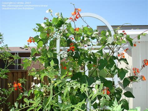 PlantFiles Pictures Phaseolus Species Fire Bean Multiflora Bean