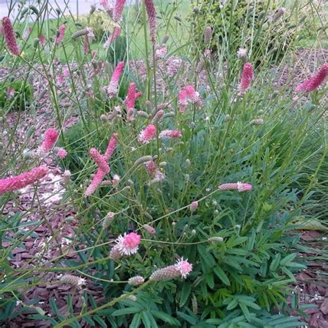 Sanguisorba Officinalis Pink Tanna Pimpernel Kopen Het Groene