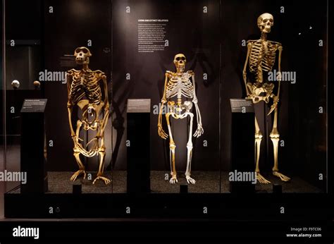 Human Evolution Gallery At The Natural History Museum In London United