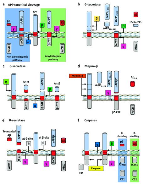 Schematic Overview Of APP Processing Pathways A APP Canonical