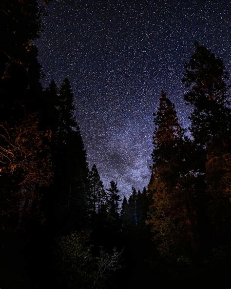 Silhouette Trees Under Starry Night Sky · Free Stock Photo