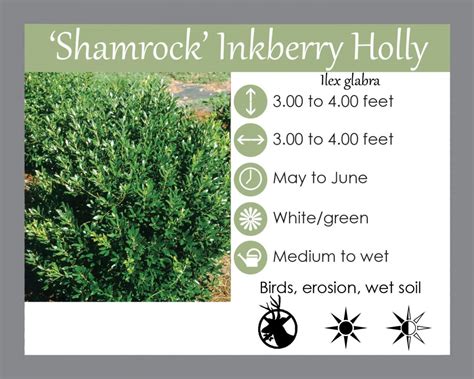 Shamrock Inkberry Holly Native Plant Spotlight Landscape Design