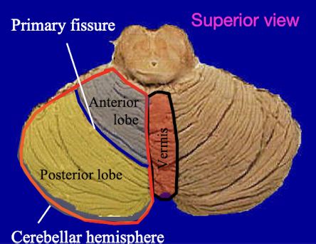 Lecture 13 Cerebellum Flashcards Quizlet