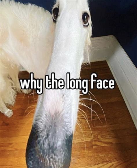 Why The Longe Face Borzoi Long Nose Dog Know Your Meme