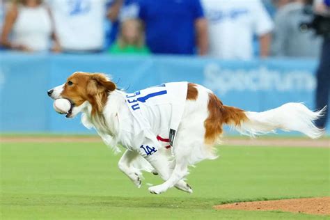 ボールを口にくわえ、マウンドからドジャース・大谷の元へ走るデコピン（撮影・西尾 大助） ― スポニチ Sponichi Annex 芸能