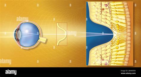 Macula Lutea And Fovea Centralis