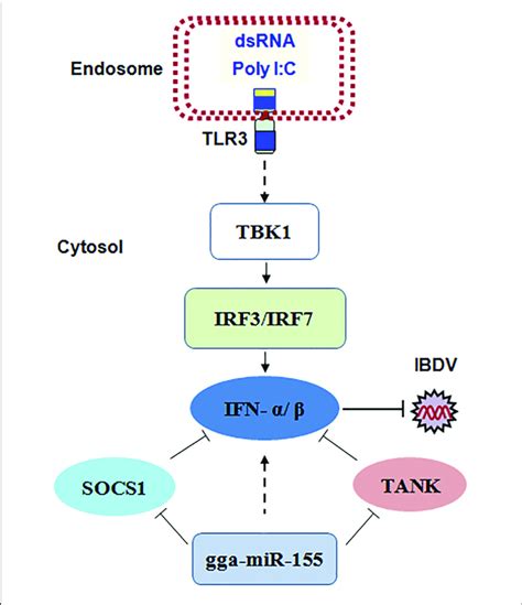 The model for gga miR 155 mediated enhancement of IFN α β expression