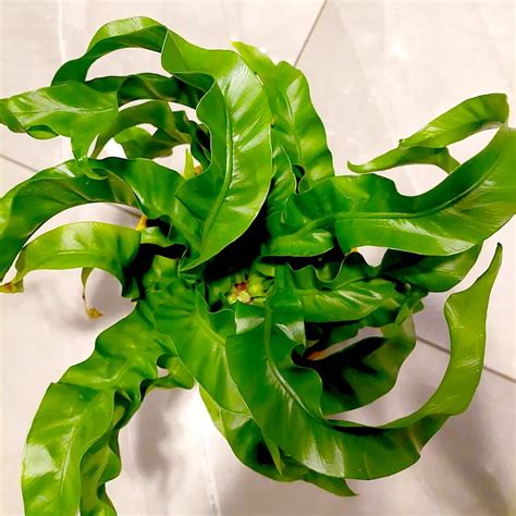 Plant Faqs Hurricane Fern Asplenium Hurricane