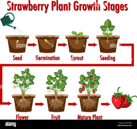 Ilustración de las etapas de crecimiento de la planta de fresa Imagen