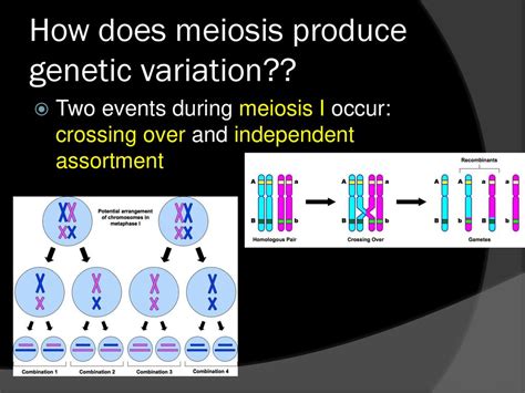 6 1 Meiosis Bc Science 9 P Ppt Download