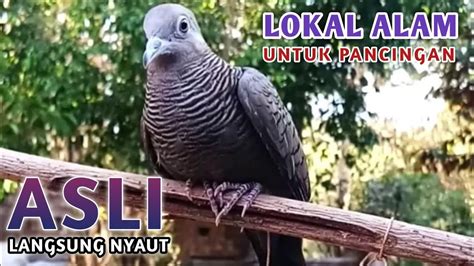 PERKUTUT LOKAL ALAM GACOR SUARA BESAR DAN LANTANG COCOK BUAT PIKAT