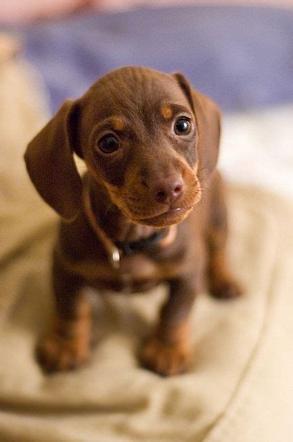 Pin By Márta Zichó On Kis Kutyák Nagy Kutyák Cute Animals Daschund