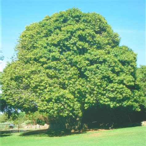 Mimusops Zeyheri Garden Tree Transvaal Red Milkwood Moepel S A No 585