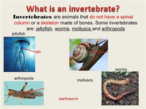 VERTEBRATES AND INVERTEBRATES