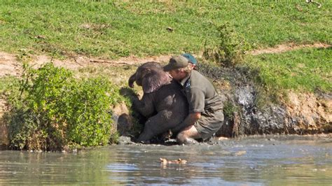 Incredible Baby Elephant Rescue Pics Youtube