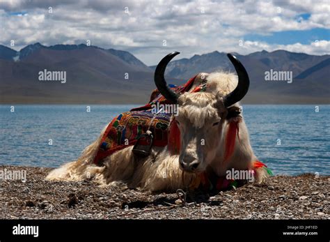 White Yak Hi Res Stock Photography And Images Alamy