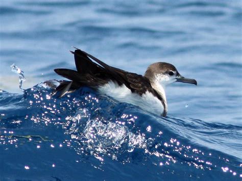 Audubons Shearwater Saba Tourism