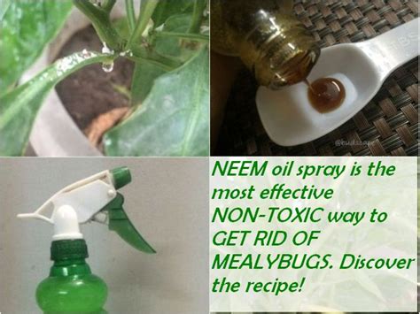 USE NEEM TO GET RID OF MEALYBUGS | GARDENING FOR BEGINNERS