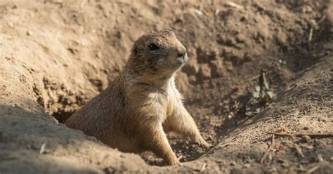 Groundhog Vs. Woodchuck: Is There A Difference? | Garfield Pest Control