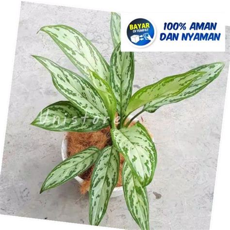 Jual Aglonema Chinese Evergreen Sri Rejeki Pembawa Hoki Unistore Di