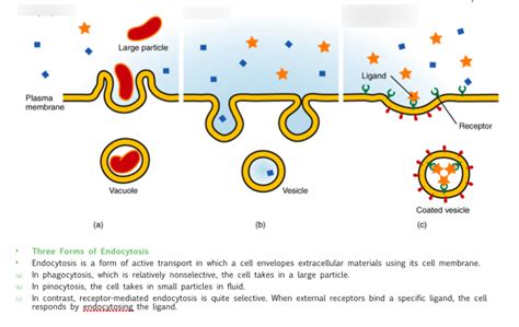 3 Forms Of Endocytosis Diagram Quizlet