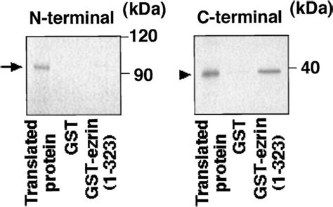 Binding Of The COOH Terminal Domain Of MBS To The NH2 Terminal Domain