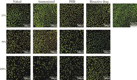 Cell Apoptosis Morphology After AO EB Staining By SEM I Naked Naked