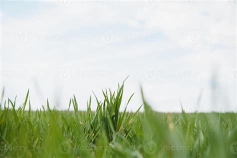Low Angle Grass Stock Photos Images And Backgrounds For Free Download
