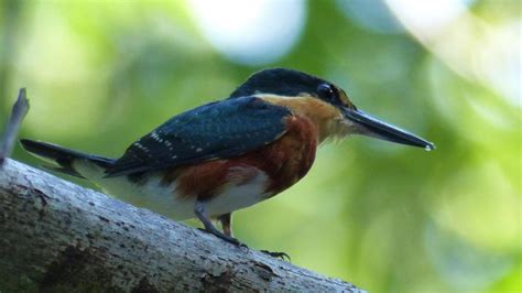 American Pygmy Kingfisher Markeisingbirding
