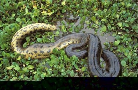 24 Wildlife Amazon Anaconda Amazon Rainforest Animals Rainforest