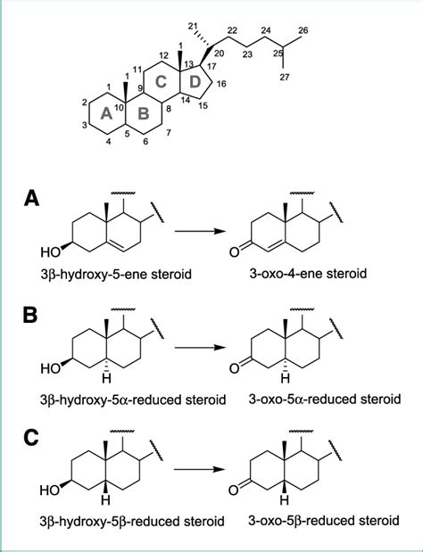 Representative Chemical Structures Of The Steroids Showing A