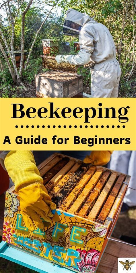 Beginner S Guide To Beekeeping