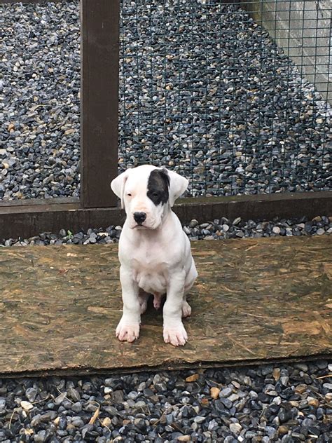 Dogo Argentino puppies for sale - La Fiera Blanca kennel - Dogs For ...